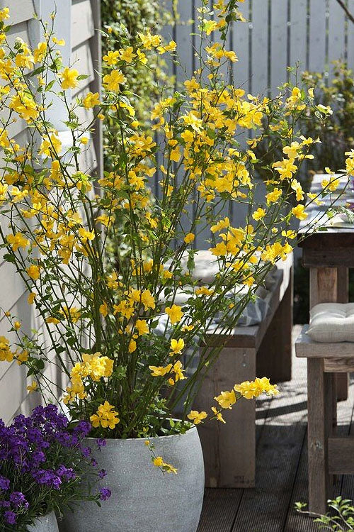  Golden Guinea Japanese Kerria - 2 Gallon Pot