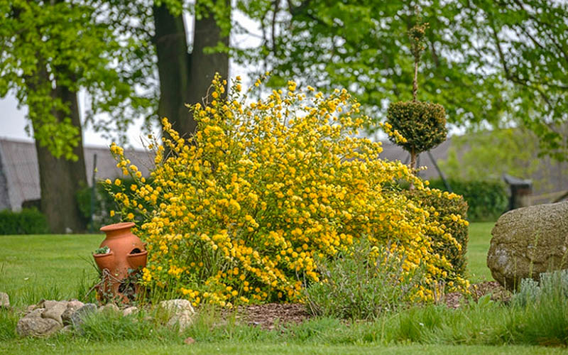  Japanese Marigold Bush - Kerria Japonica 'Pleniflora' - 6 Pack Of 1 Gallon Pots