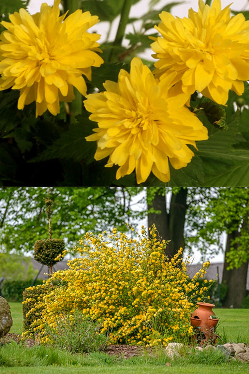  Japanese Marigold Bush (Kerria Japonica 'Pleniflora') - 5 Gallon Pot