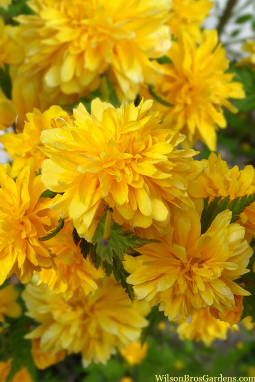  Japanese Marigold Bush - Kerria Japonica 'Pleniflora' - 6 Pack Of 1 Gallon Pots