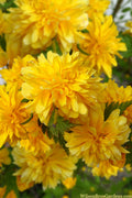  Japanese Marigold Bush (Kerria Japonica 'Pleniflora') - 5 Pack Of Quart Pots