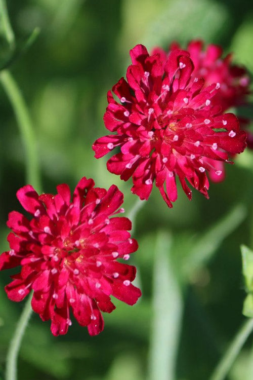  Mars Midget Pincushion Flower (Knautia) - 1 Gallon Pot