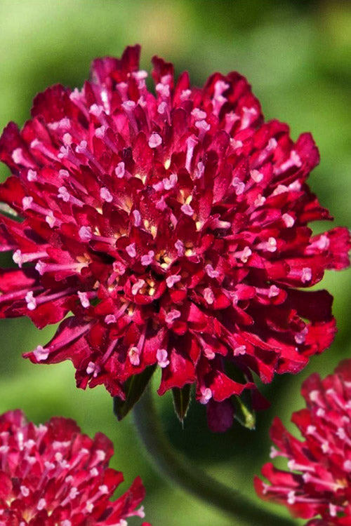  Mars Midget Pincushion Flower (Knautia) - 1 Gallon Pot