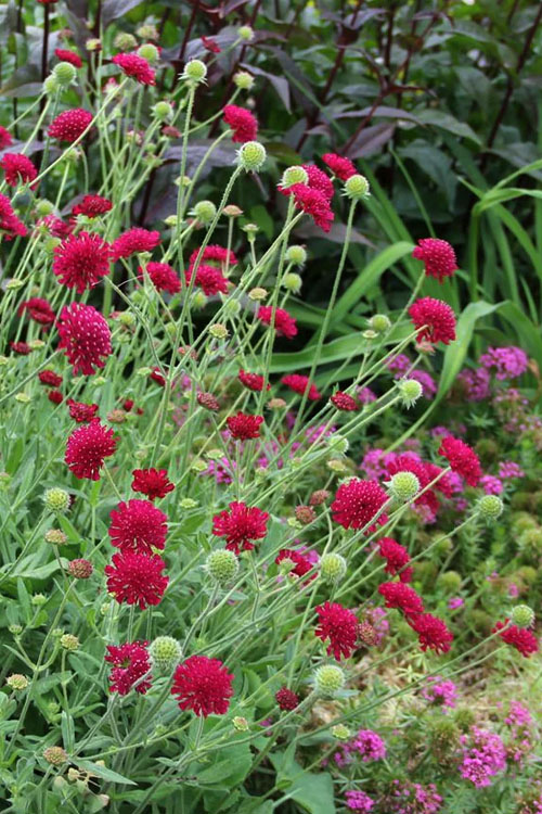  Mars Midget Pincushion Flower (Knautia) - 1 Gallon Pot