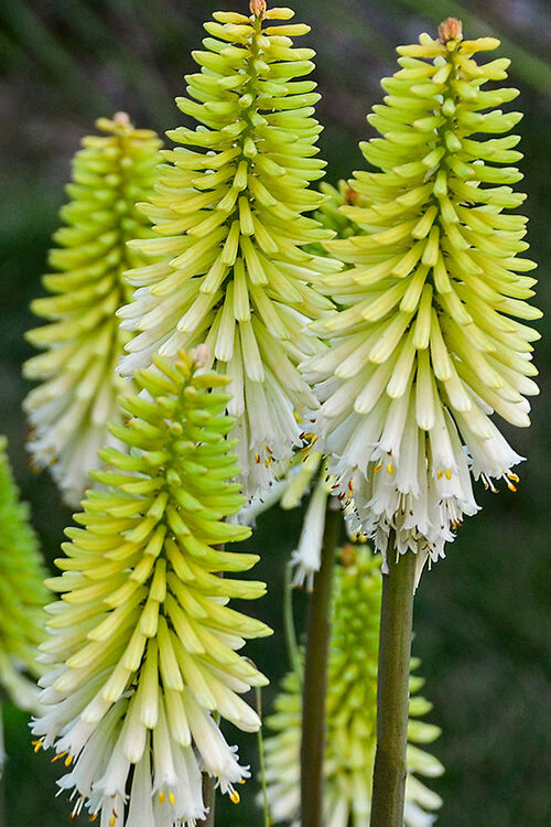  Lady Luck Kniphofia (Red Hot Poker) - 1 Gallon Pot