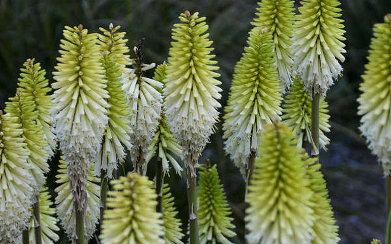  Lady Luck Kniphofia (Red Hot Poker) - 6 Pack Of 1 Gallon Pots