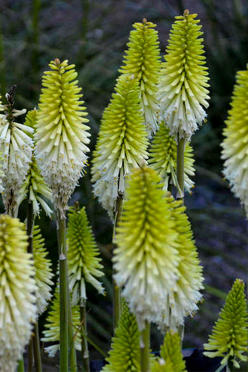  Lady Luck Kniphofia (Red Hot Poker) - 6 Pack Of 1 Gallon Pots