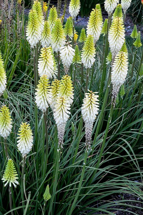  Lady Luck Kniphofia (Red Hot Poker) - 1 Gallon Pot