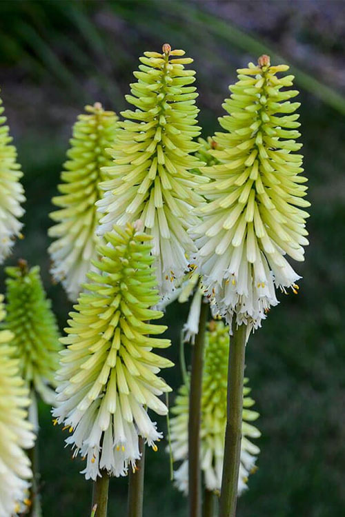  Lady Luck Kniphofia (Red Hot Poker) - 1 Gallon Pot
