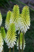  Lady Luck Kniphofia (Red Hot Poker) - 6 Pack Of 1 Gallon Pots