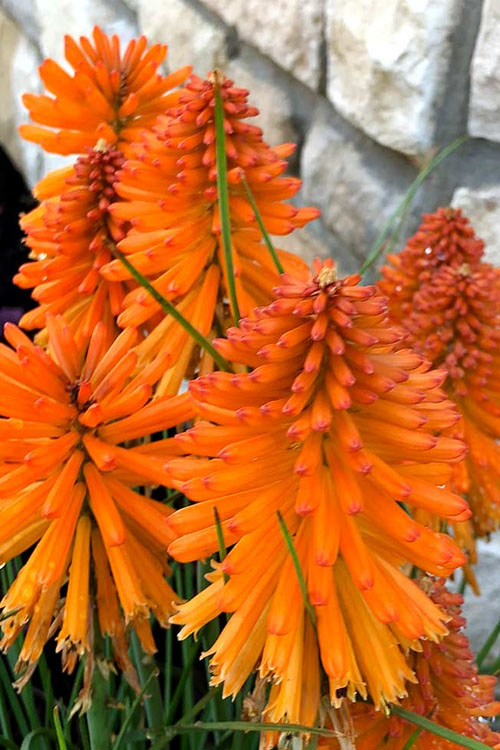  Poco Orange Red Hot Poker (Kniphofia) - 1 Gallon Pot
