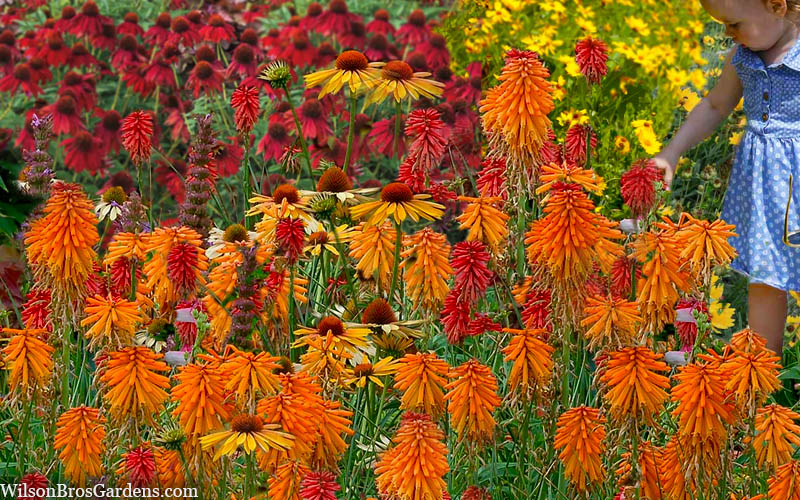  Poco Orange Red Hot Poker (Kniphofia) - 1 Gallon Pot
