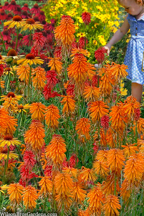  Poco Orange Red Hot Poker (Kniphofia) - 1 Gallon Pot