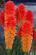  Poco Sunset Red Hot Poker (Kniphofia) - 1 Gallon Pot