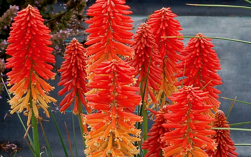  Poco Sunset Red Hot Poker (Kniphofia) - 1 Gallon Pot