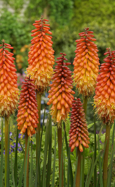  Alcazar Red Hot Poker (Kniphofia) - 1 Gallon Pot