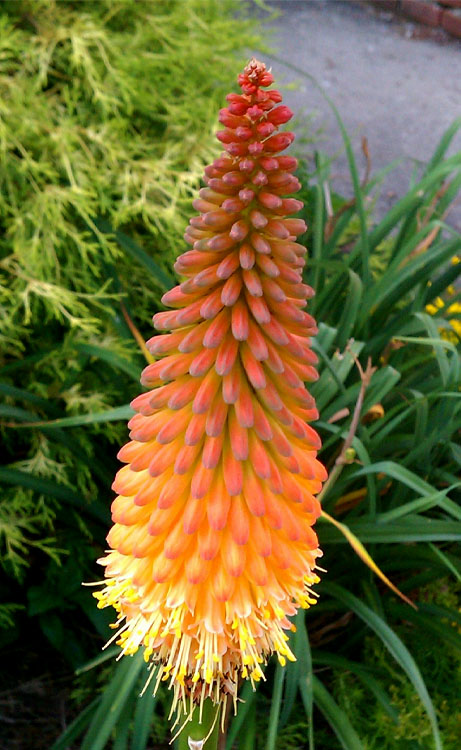  Alcazar Red Hot Poker (Kniphofia) - 1 Gallon Pot