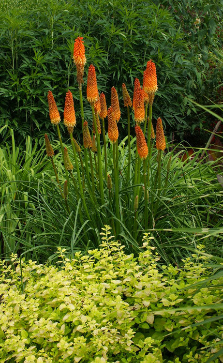  Alcazar Red Hot Poker (Kniphofia) - 1 Gallon Pot
