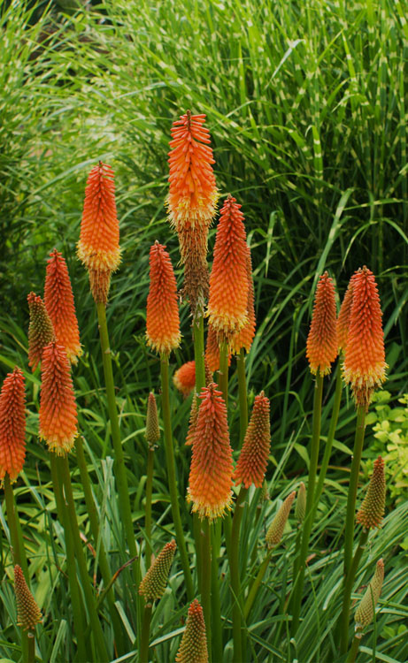  Alcazar Red Hot Poker (Kniphofia) - 1 Gallon Pot