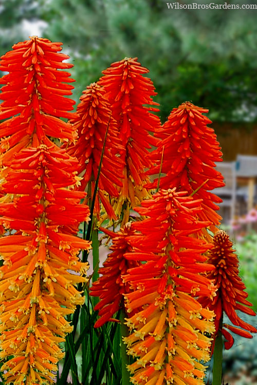  Poco Sunset Red Hot Poker (Kniphofia) - 1 Gallon Pot
