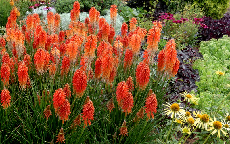  Poco Sunset Red Hot Poker (Kniphofia) - 1 Gallon Pot