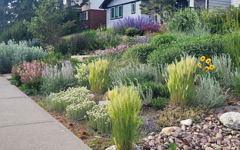  Prairie Junegrass (Koeleria) - 1 Gallon Pot
