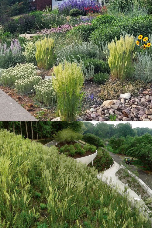  Prairie Junegrass (Koeleria) - 1 Gallon Pot