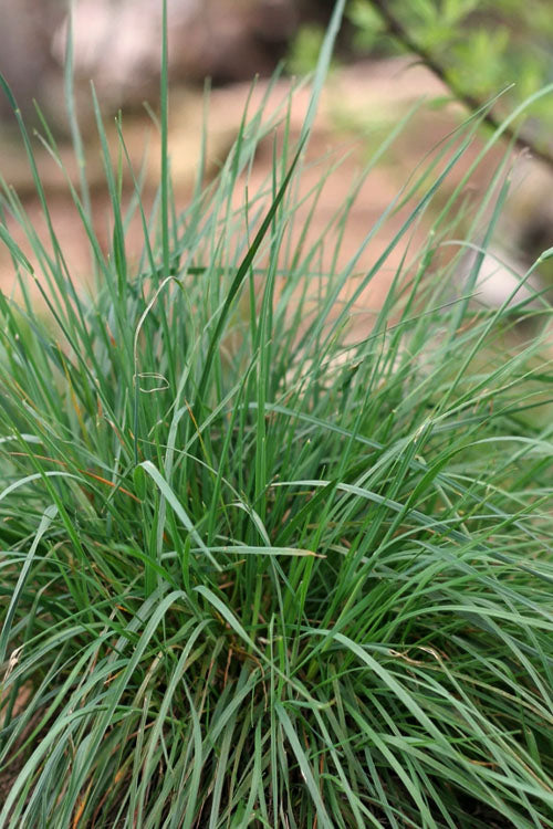  Prairie Junegrass (Koeleria) - 6 Pack Of 1 Gallon Pots