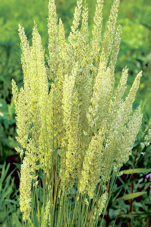  Prairie Junegrass (Koeleria) - 1 Gallon Pot