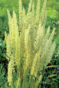  Prairie Junegrass (Koeleria) - 1 Gallon Pot