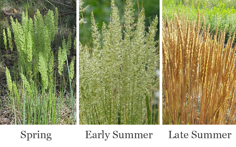  Prairie Junegrass (Koeleria) - 6 Pack Of 1 Gallon Pots