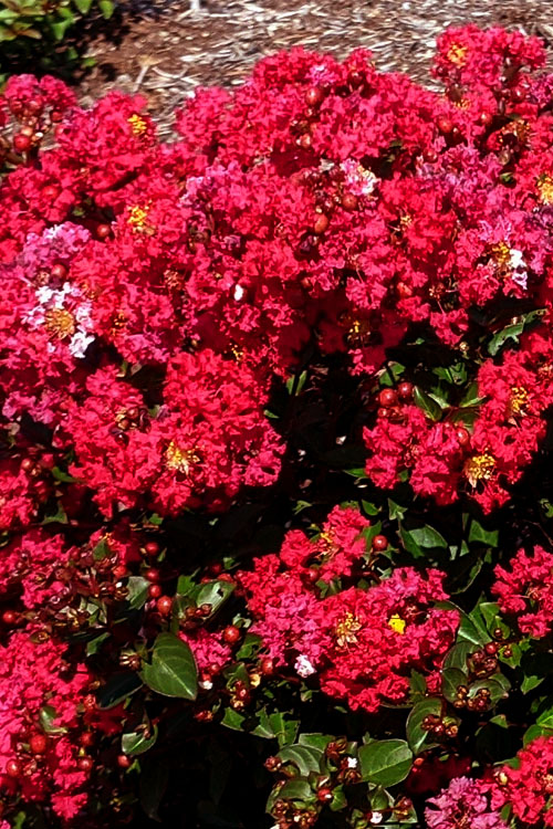  Bellini Strawberry Dwarf Crape Myrtle - 3 Gallon Pot