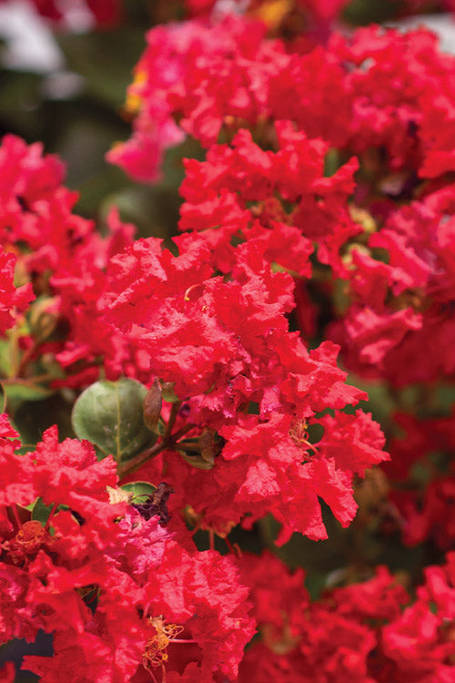  Bellini Strawberry Dwarf Crape Myrtle - 3 Gallon Pot