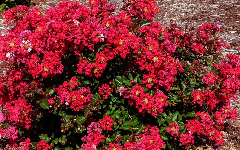  Bellini Strawberry Dwarf Crape Myrtle - 3 Gallon Pot