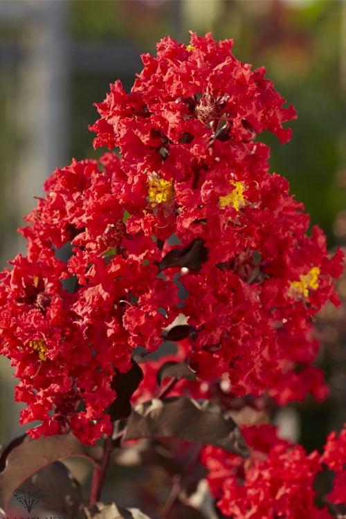  Black Diamond Best Red Crape Myrtle (Multi Trunk) - 3 Gallon Pot