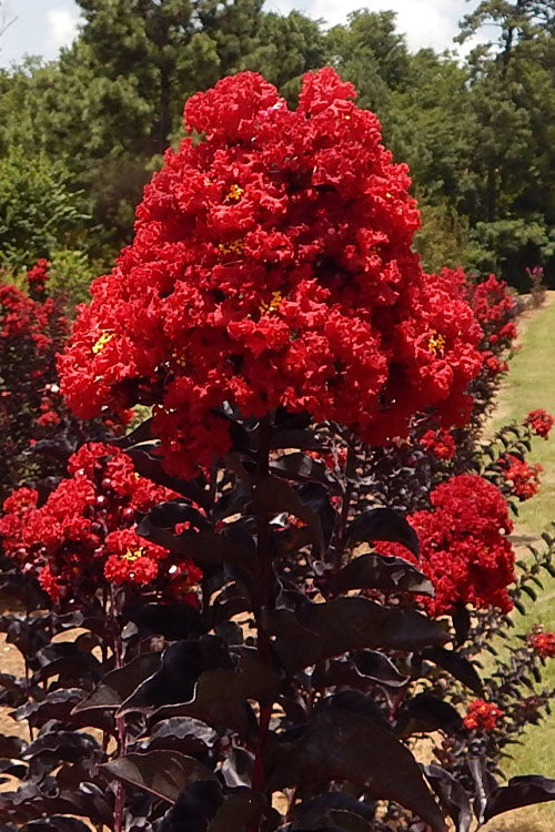  Black Diamond Best Red Crape Myrtle (Multi Trunk) - 3 Gallon Pot