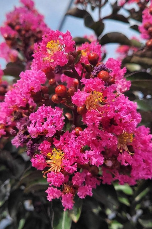  Dark Roast Dwarf Crape Myrtle - 3 Gallon Pot