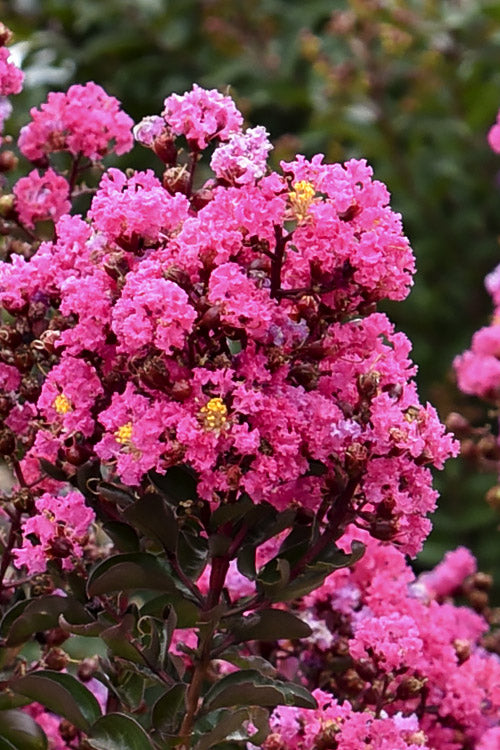  Dark Roast Dwarf Crape Myrtle - 3 Gallon Pot
