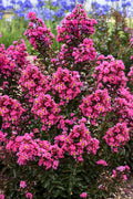  Dark Roast Dwarf Crape Myrtle - 1 Gallon Pot