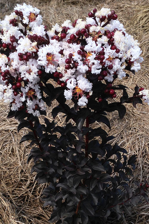  Ebony Glow Crape Myrtle - 3 Gallon Pot