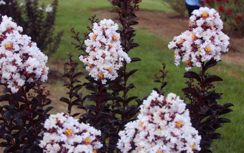  Ebony Glow Crape Myrtle - 3 Gallon Pot