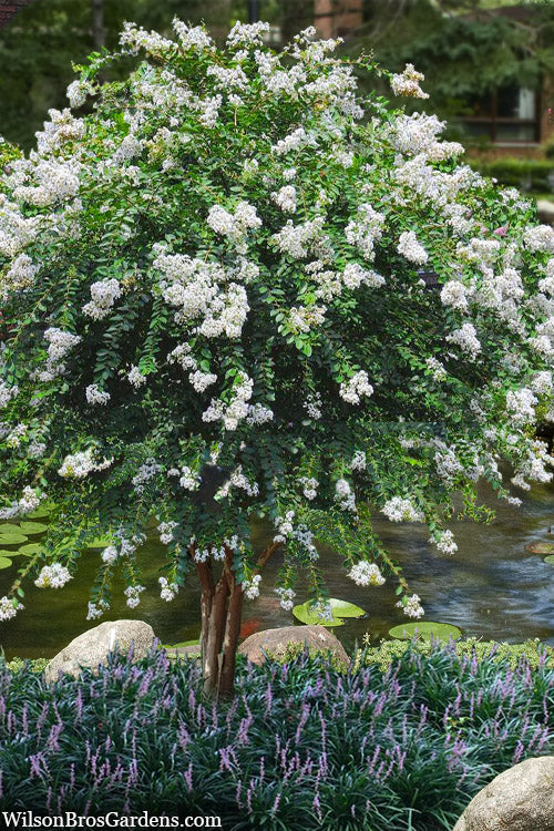  Acoma Weeping White Crape Myrtle - 5 Gallon Pot