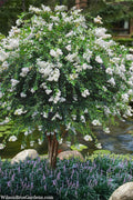  Acoma Weeping White Crape Myrtle - 5 Gallon Pot