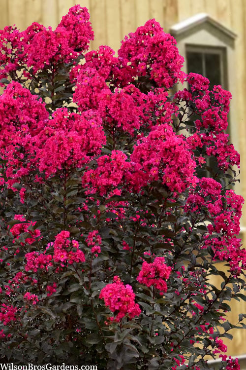  Black Diamond 'Mystic Magenta' Crape Myrtle - 2 Gallon Pot