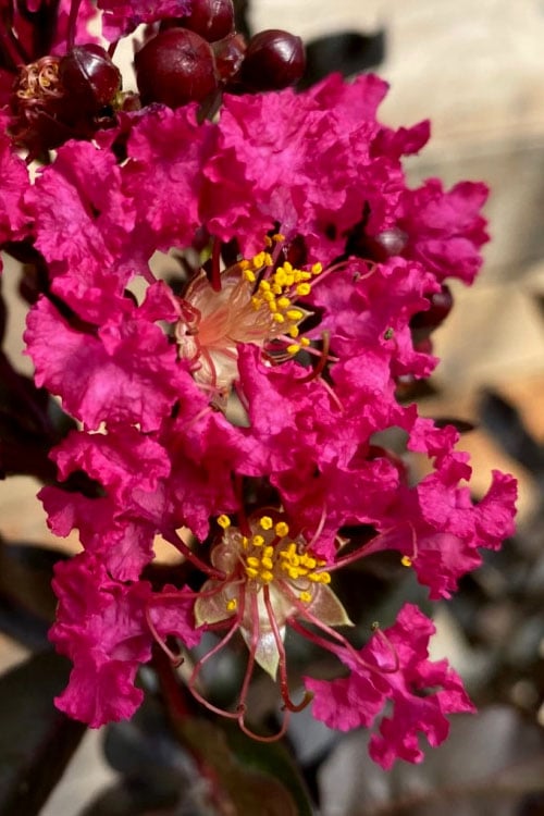  Black Diamond 'Mystic Magenta' Crape Myrtle - 2 Gallon Pot