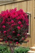  Black Diamond 'Mystic Magenta' Crape Myrtle - 2 Gallon Pot