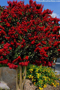  Dynamite Red Crape Myrtle - 7 Gallon Pot (5-6')