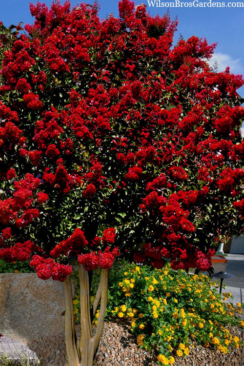  Dynamite Red Crape Myrtle - 7 Gallon Pot (5-6')
