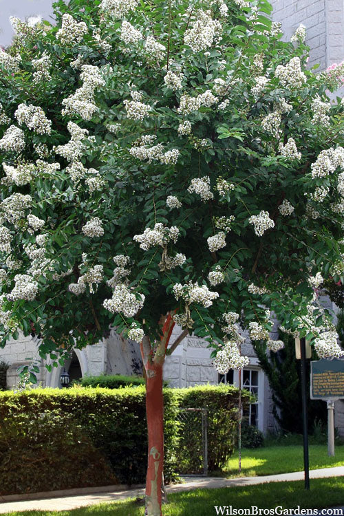  Natchez White Crape Myrtle Tree (Single Trunk Tree Form) - 7 Gallon Pot