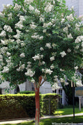  Natchez White Crape Myrtle Tree (Single Trunk Tree Form) - 7 Gallon Pot